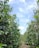 A scenic view of lush coffee plantations in Chikmagalur under a clear blue sky.