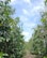 A scenic view of lush coffee plantations in Chikmagalur under a clear blue sky.