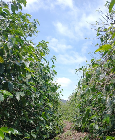 A serene view of lush green coffee plantations under a clear blue sky.