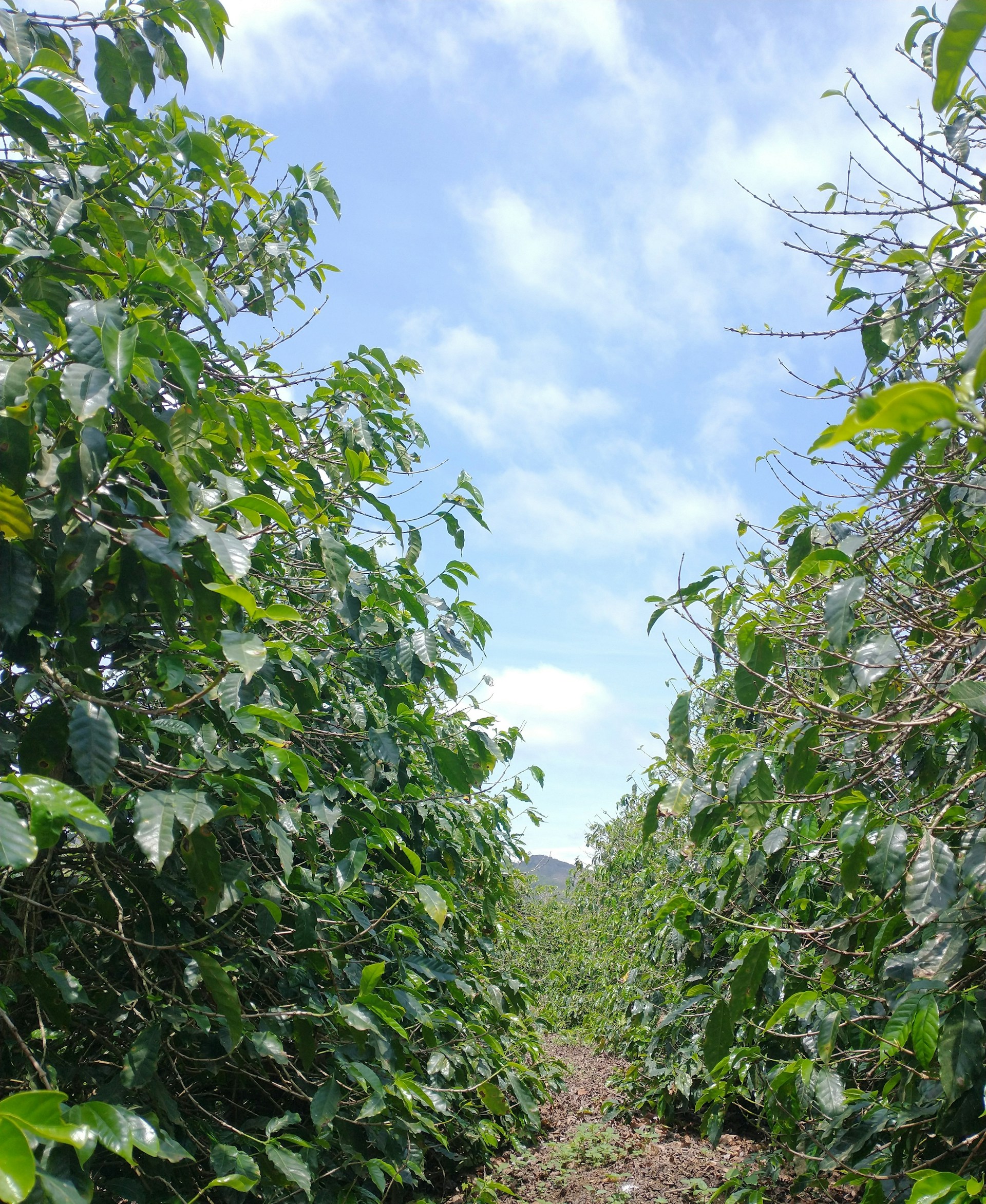 A scenic view of lush Ugandan coffee plantations under a clear blue sky, highlighting the natural beauty of the region.