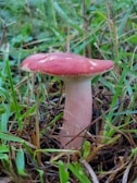 A close-up of a single mushroom with a reddish cap and pale pinkish stem, growing among green grass and dried blades. The surrounding environment appears natural and slightly damp, typical of a forest or woodland setting.