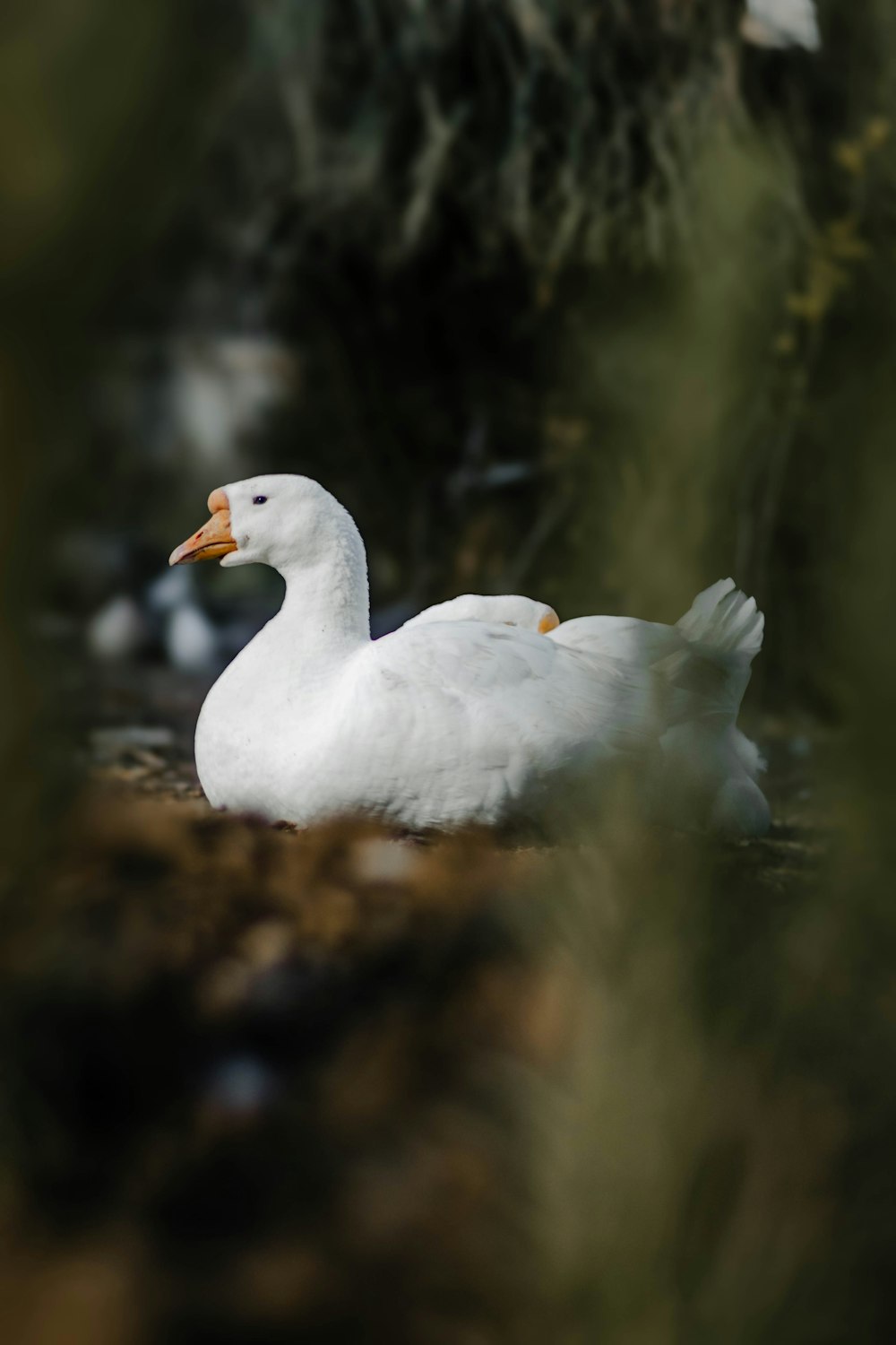 a white duck sitting on top of a pile of dirt