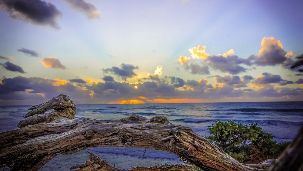 the sun is setting over the ocean with a fallen tree