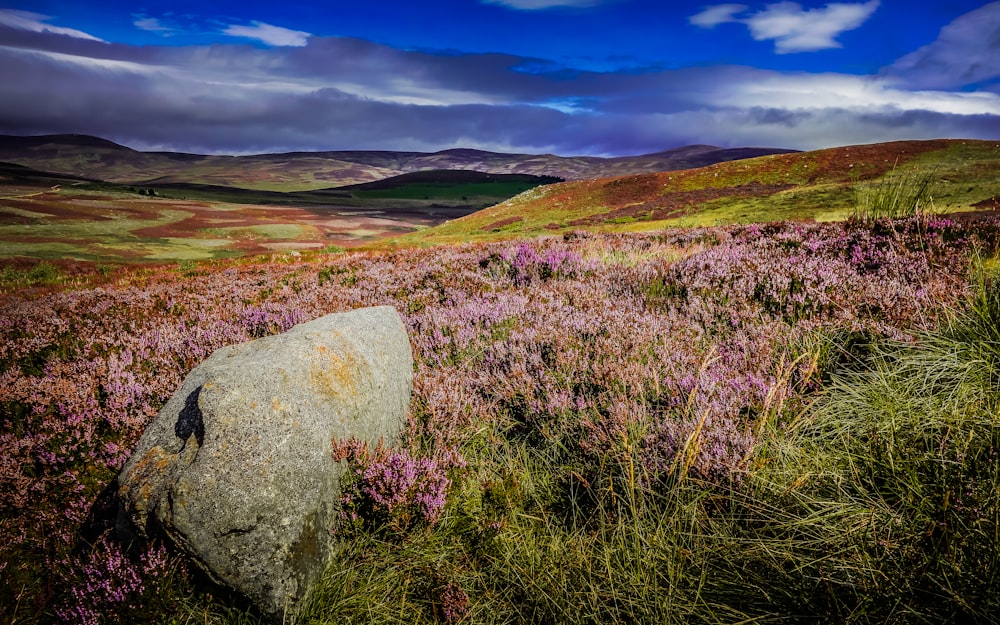 a rock in a field of purple flowers