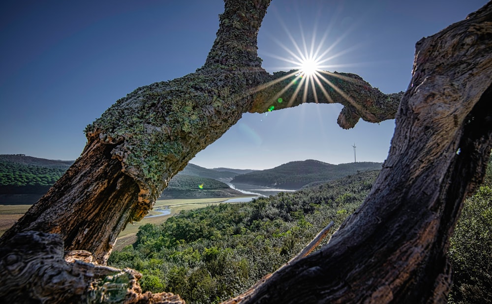 the sun shines through the branches of a tree