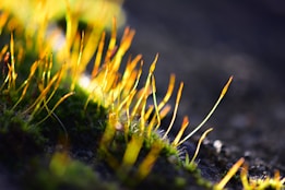 Slender, vibrant yellow-green stalks of moss with reddish tips rise from a dark, blurred background, capturing a sense of focus on nature's intricate details.