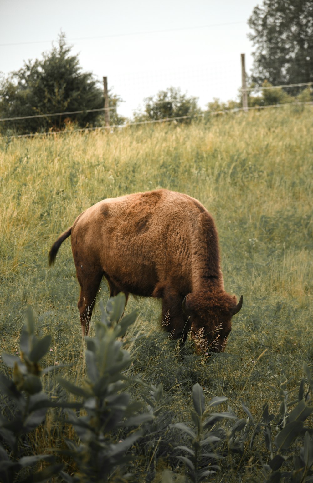 a bison grazing in a field of tall grass