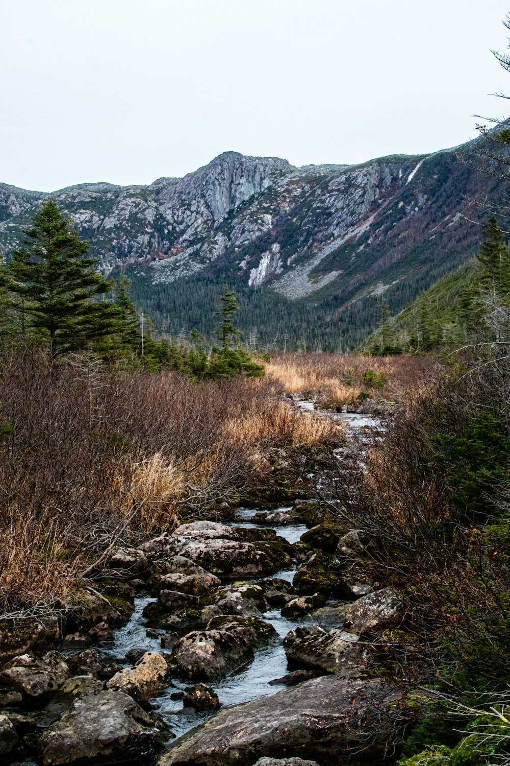 a stream running through a forest filled with rocks