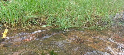 Close-up of a clear water stream flowing through the Briisi-Mõisa countryside.