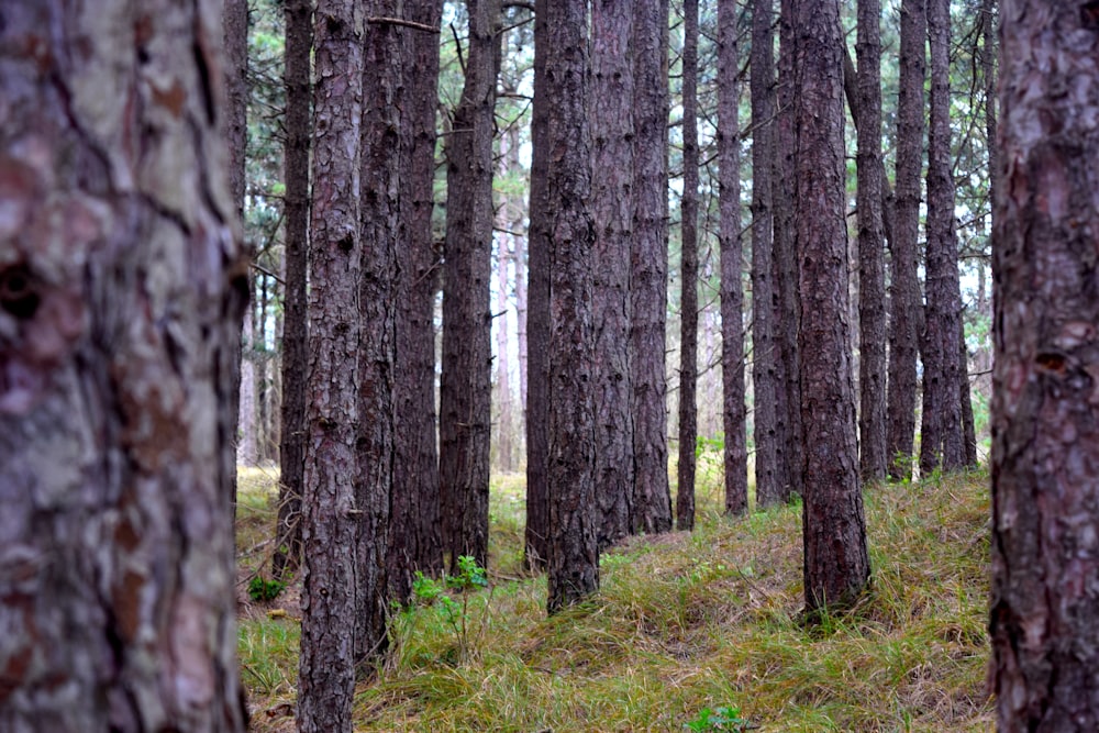 a forest filled with lots of tall trees