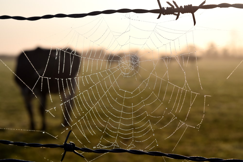 una tela de araña en una cerca de alambre de púas con una vaca en el fondo
