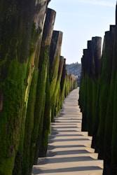 a path made of wood and moss growing on the side of a hill