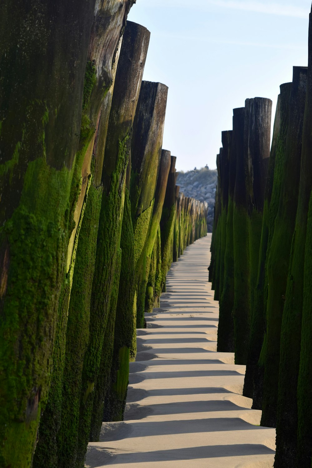 a path made of wood and moss growing on the side of a hill