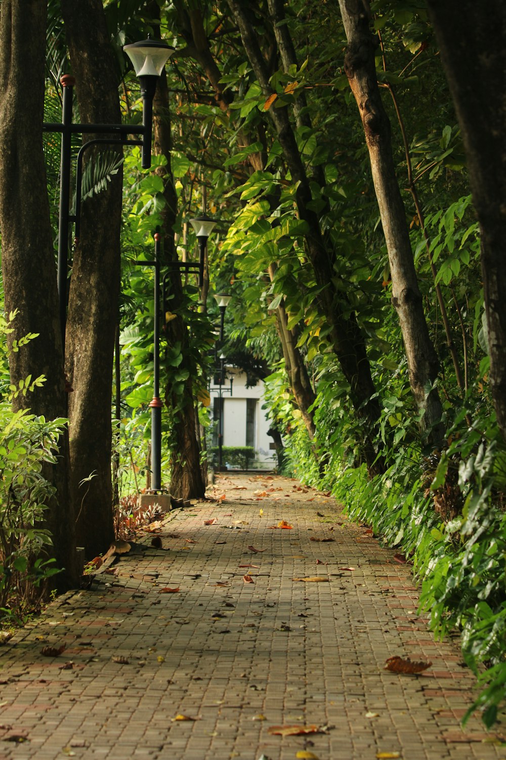 a brick path with trees lining the sides of it