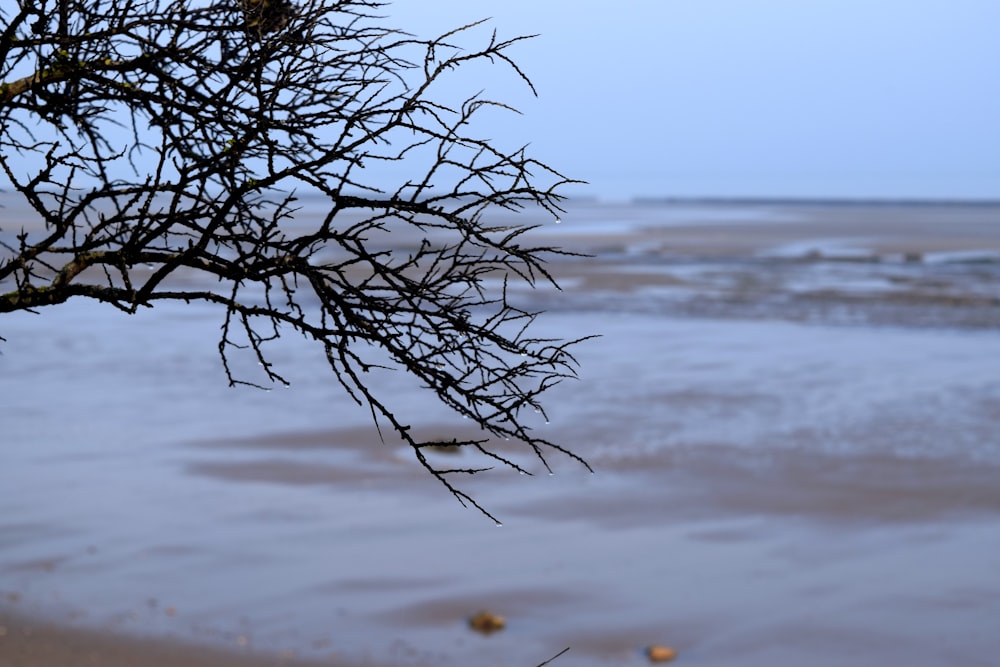 a close up of a tree branch on a beach