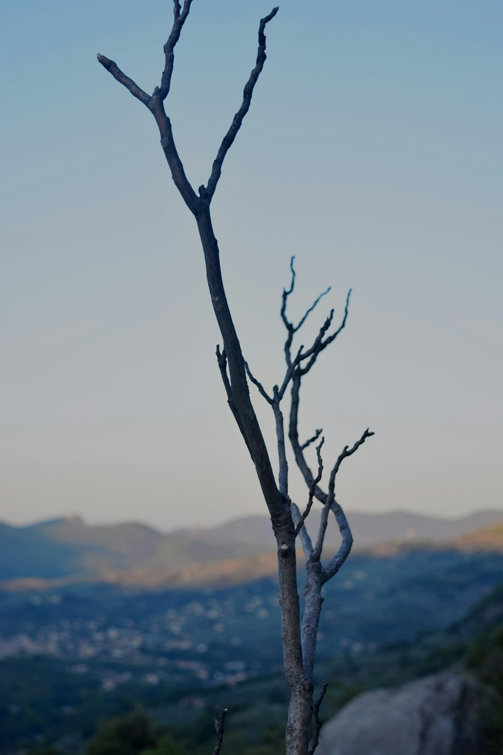 a bare tree with no leaves on it