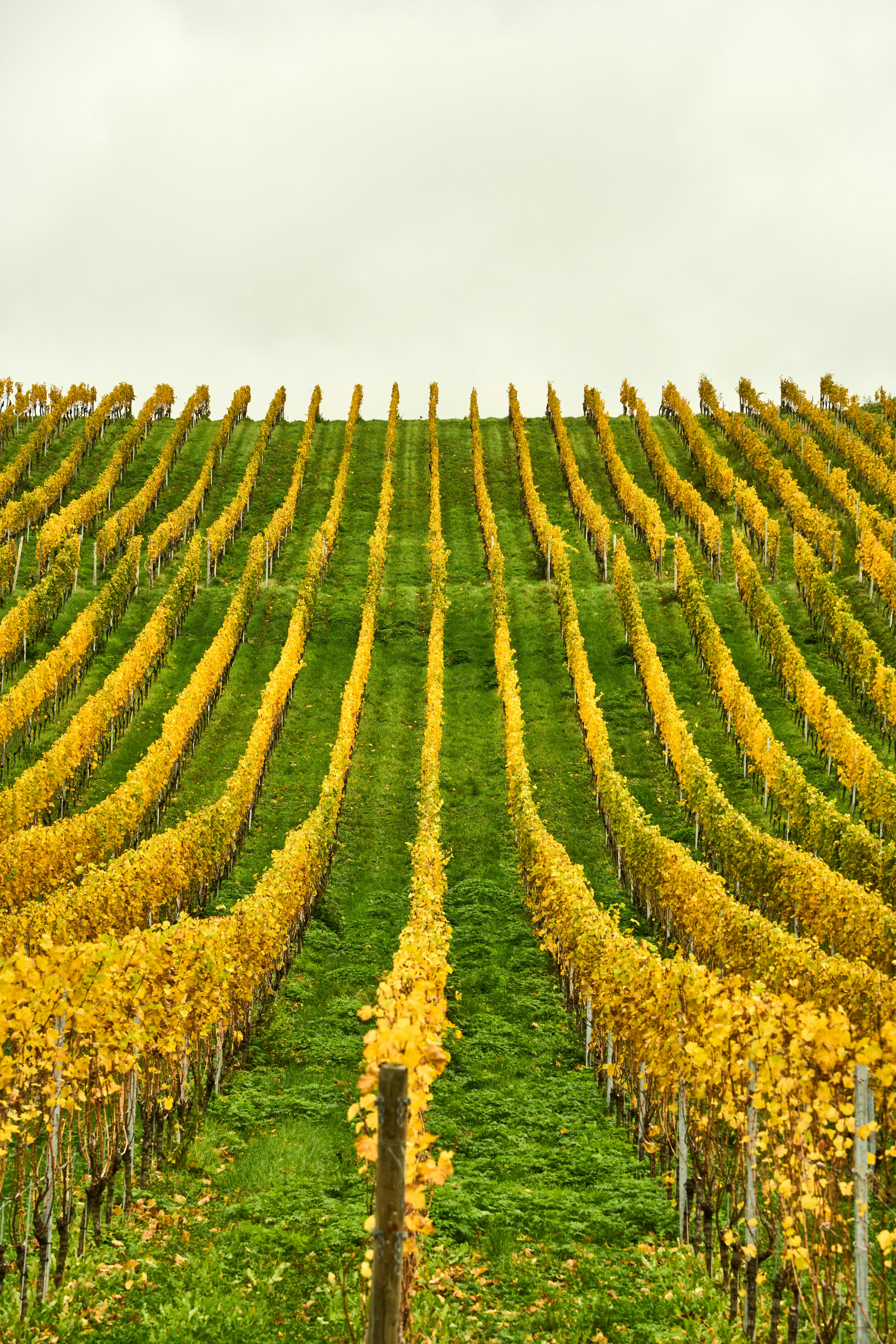 Photo by wolfgang_hasselmann