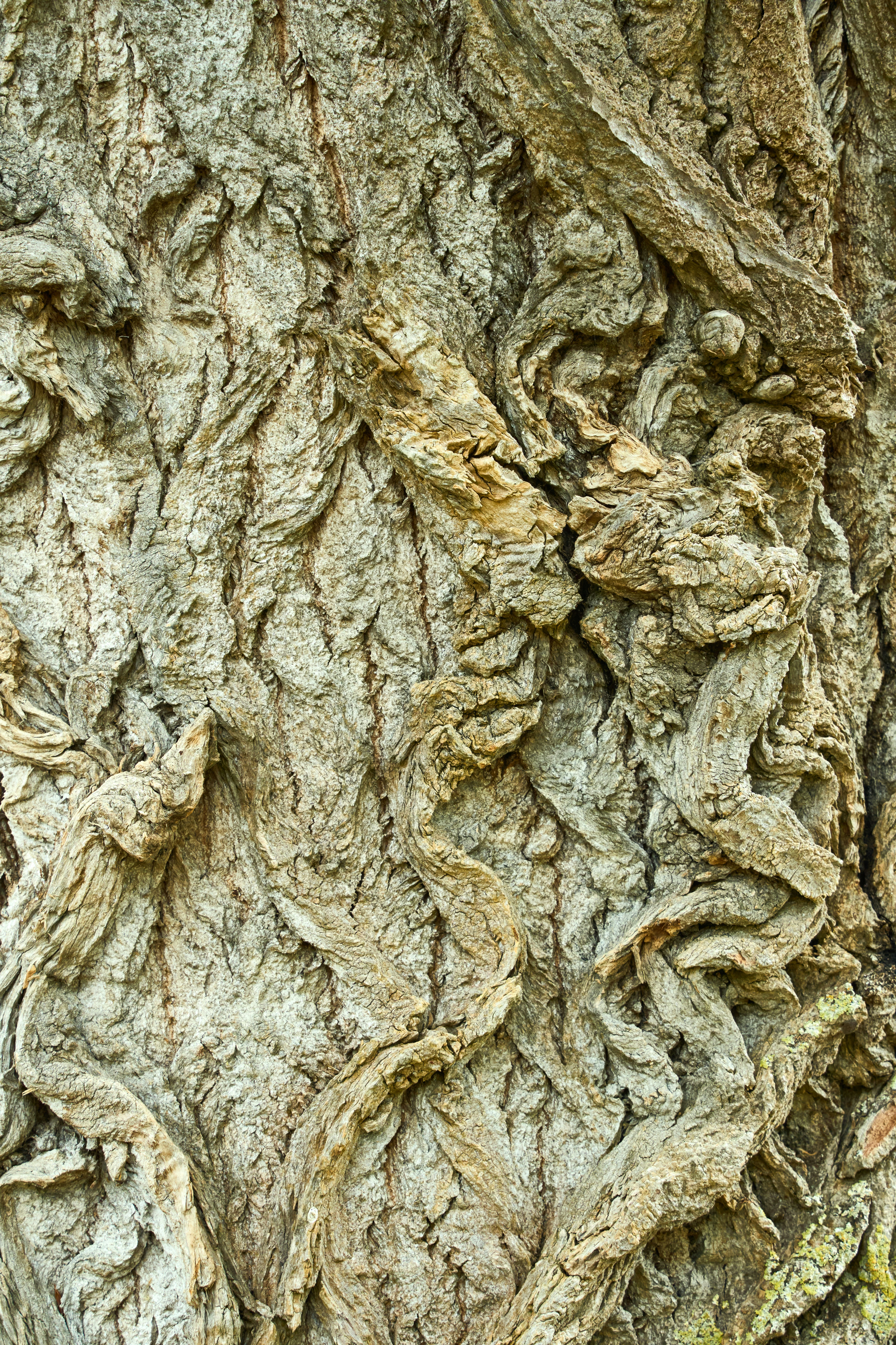 a close up of a tree trunk with bark