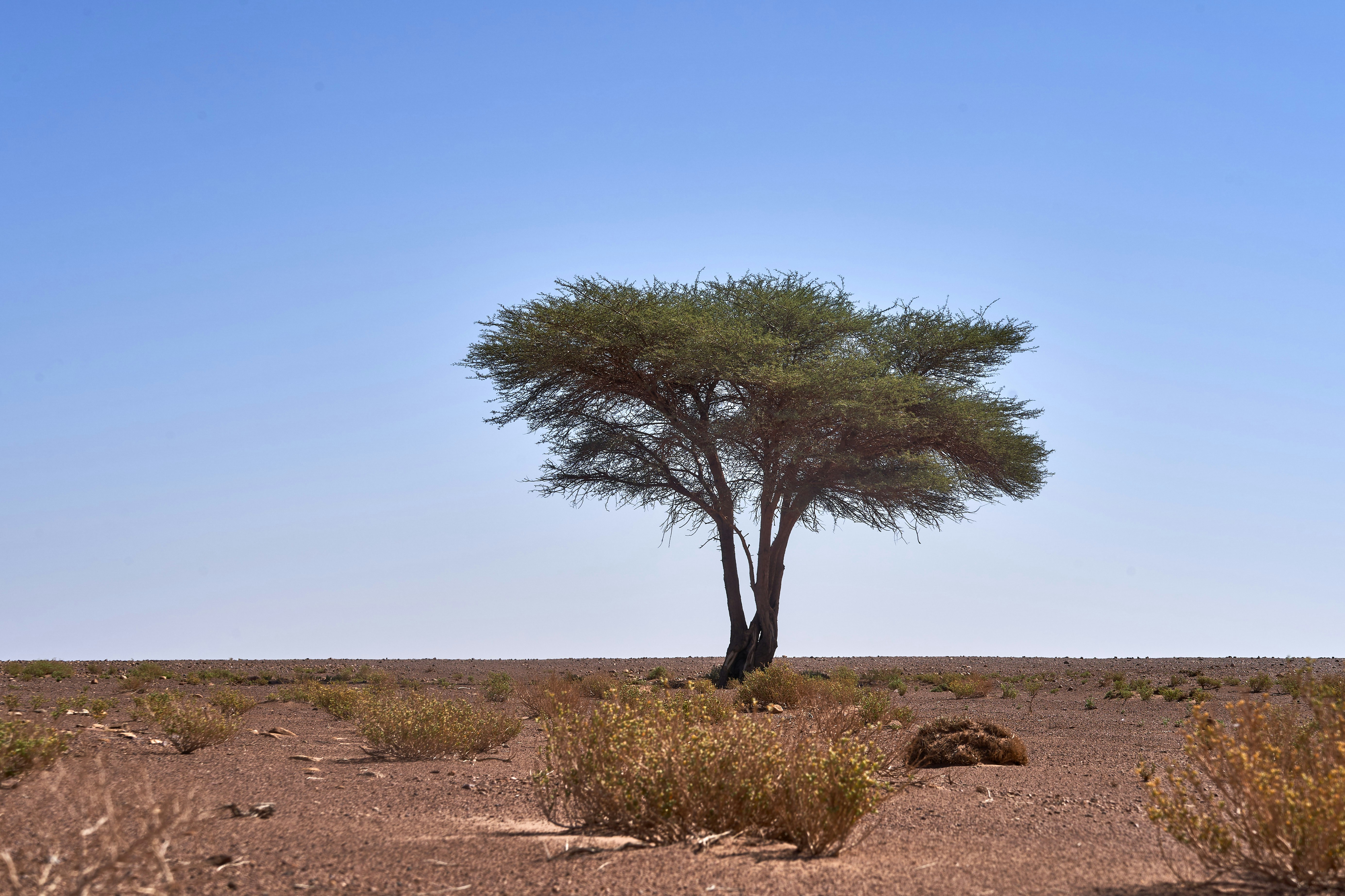 Photo by wolfgang_hasselmann