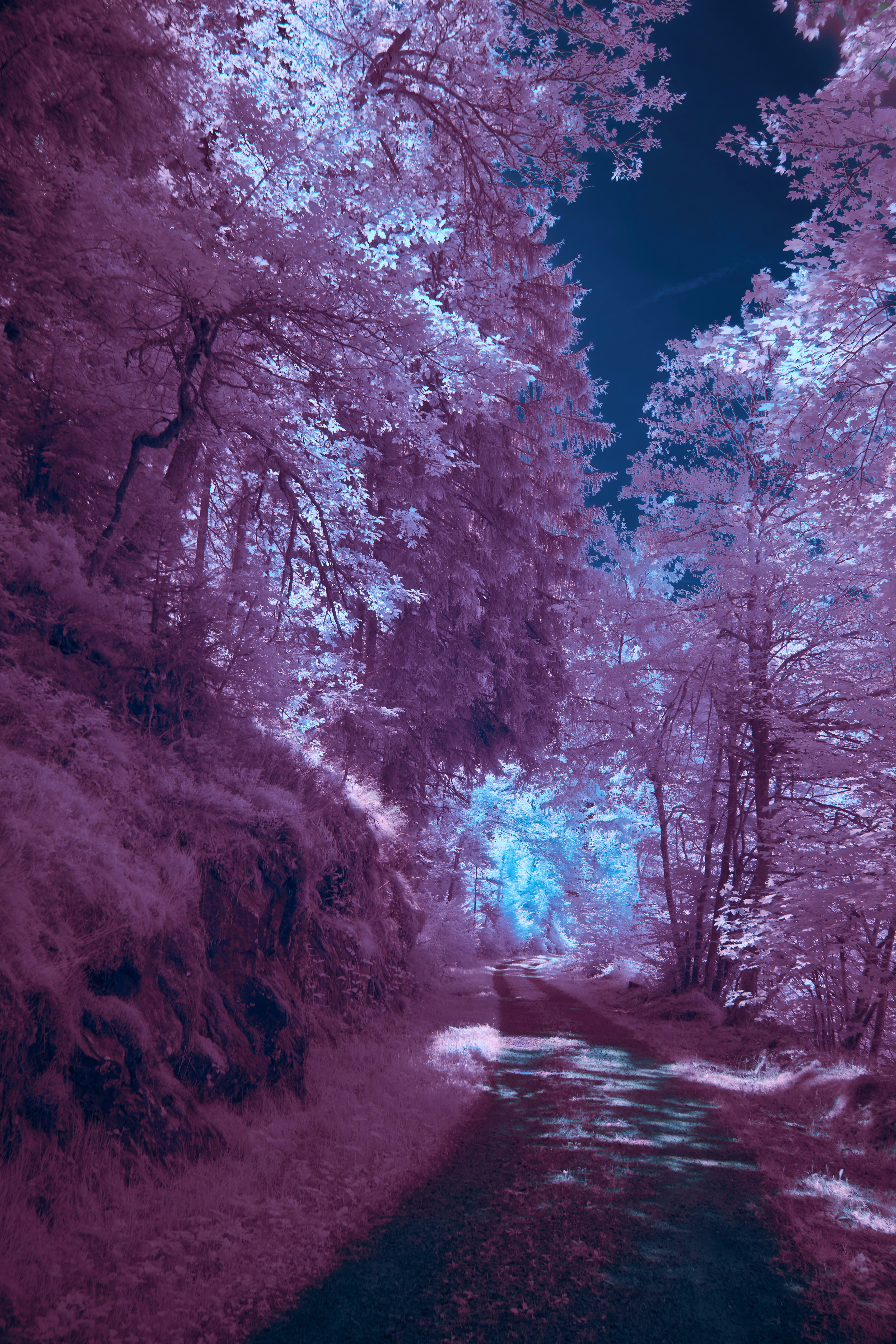 Photo by wolfgang_hasselmann