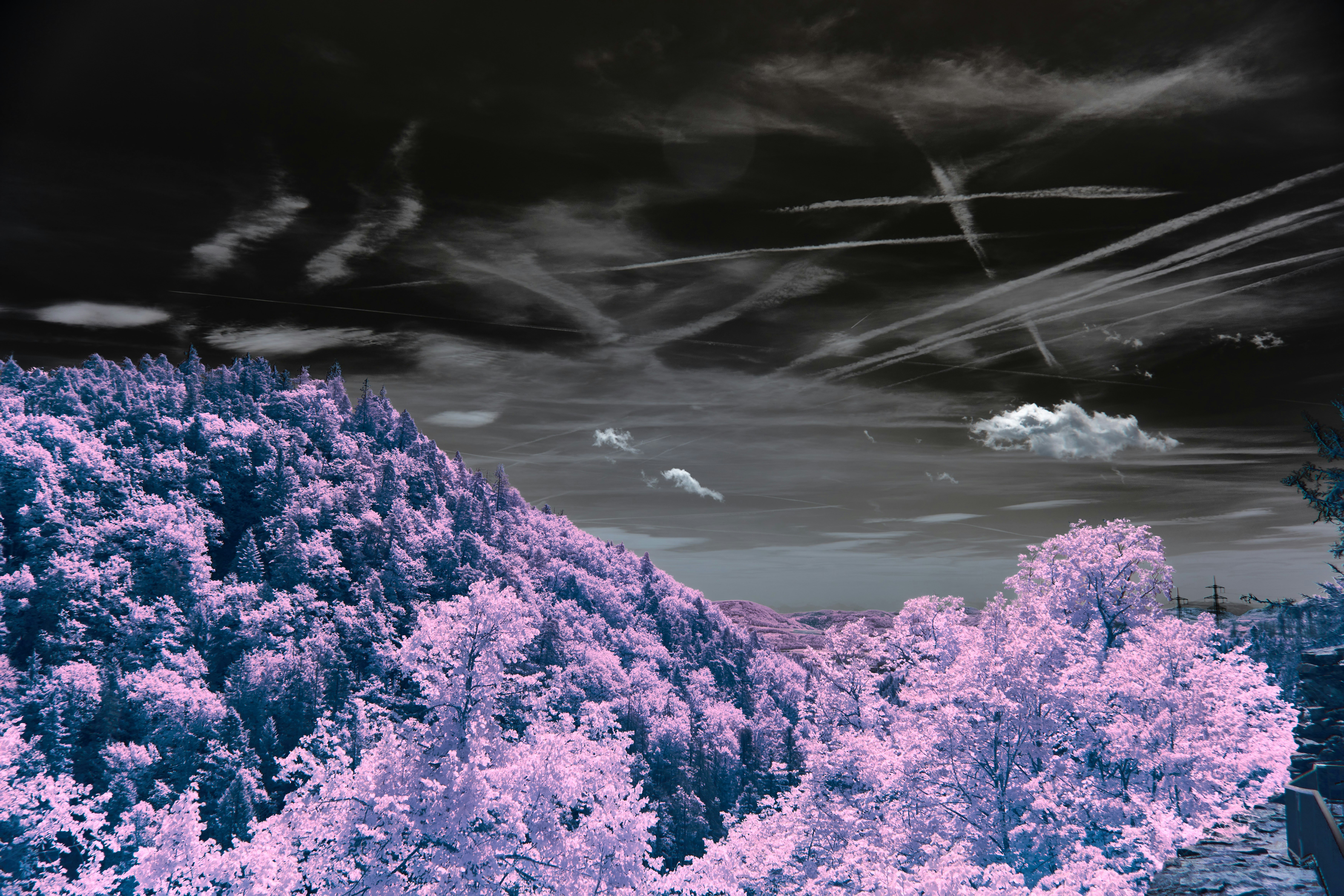 Photo by wolfgang_hasselmann