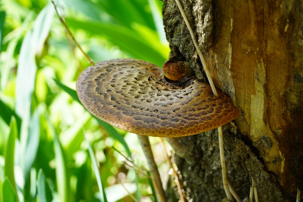 a mushroom growing on the side of a tree