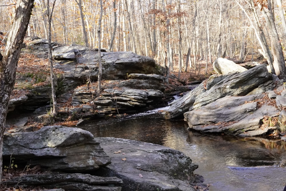 a stream running through a forest filled with lots of trees