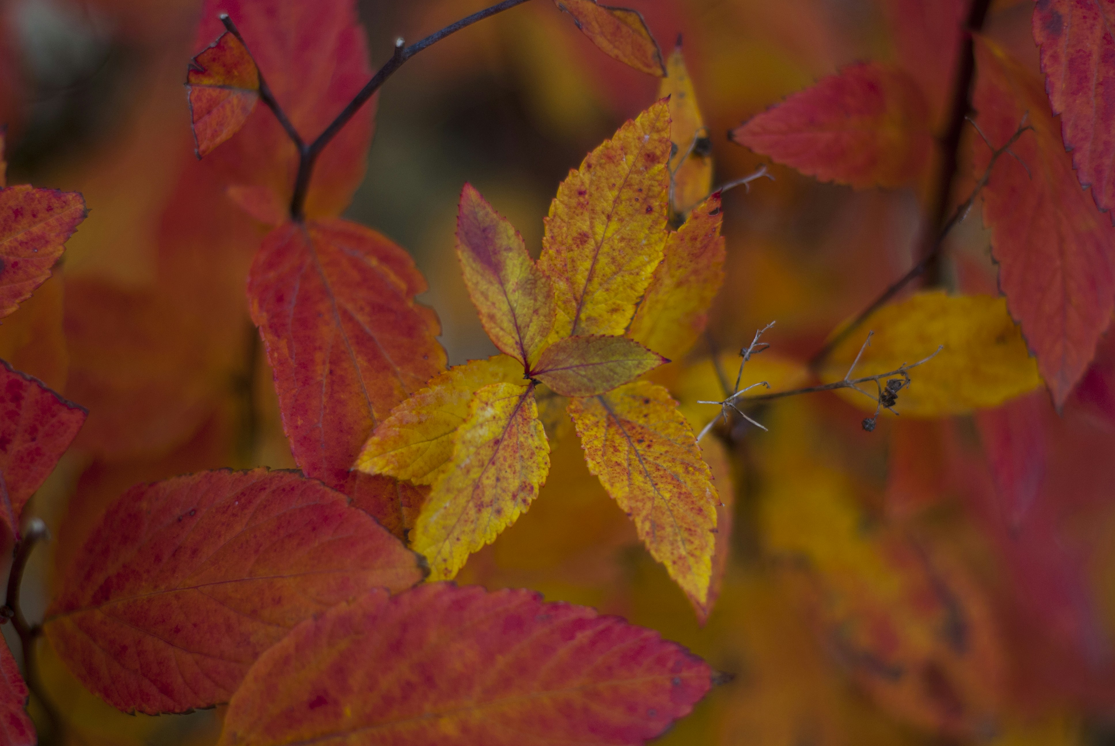 Photo by kovalskihelga