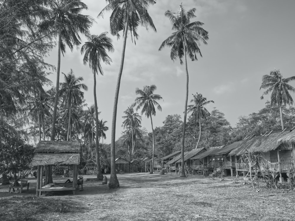 a black and white photo of a village with palm trees