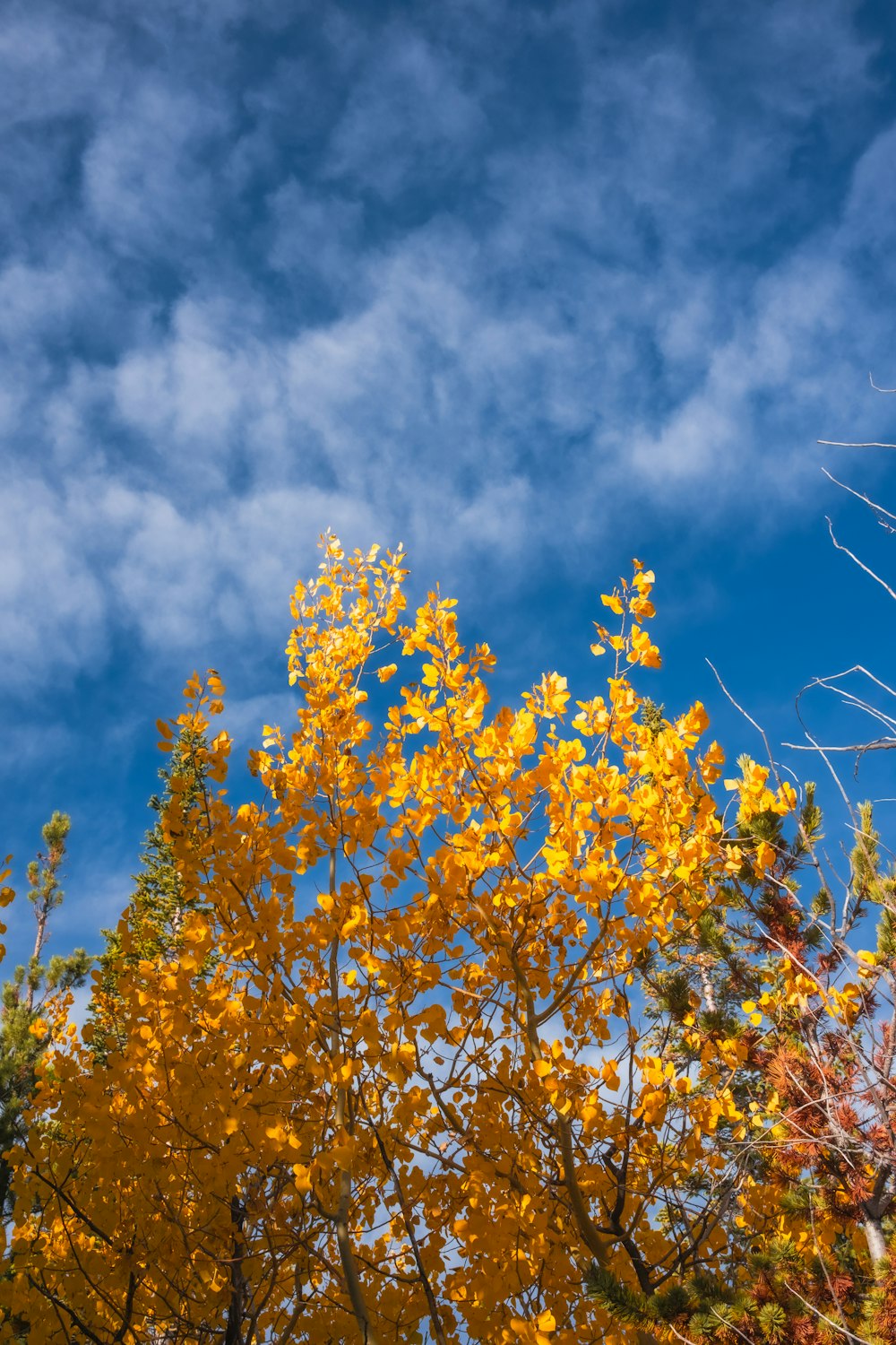 a tree with yellow leaves and a blue sky in the background