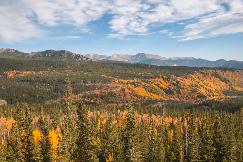 a forest filled with lots of trees covered in fall colors