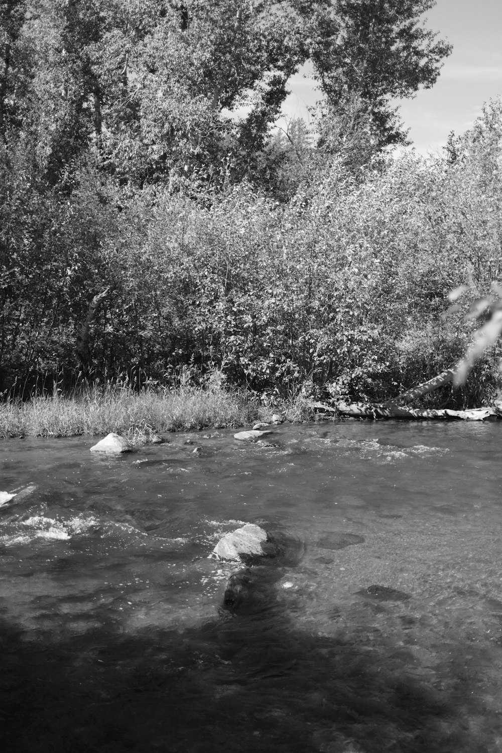 a stream running through a forest filled with trees