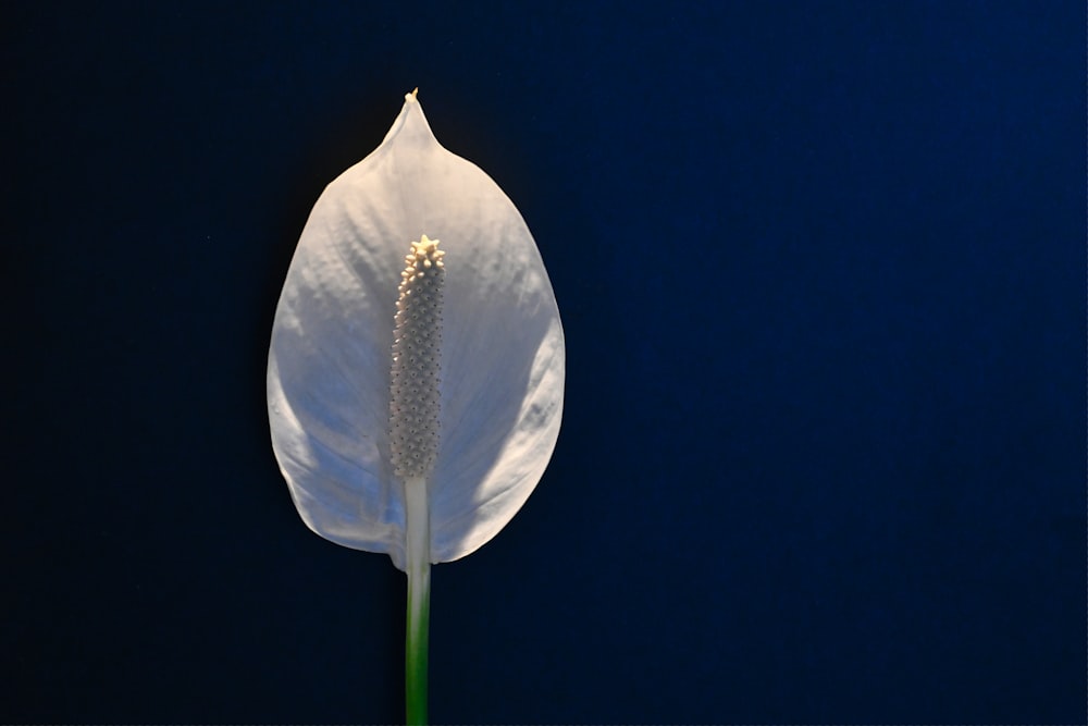 a white flower with a blue background