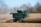A large green combine harvester is actively working in a cornfield, cutting through dried corn stalks. Dust is stirred up around the machine, indicating the harvesting process. Bare trees surround the field, suggesting late autumn or early winter.