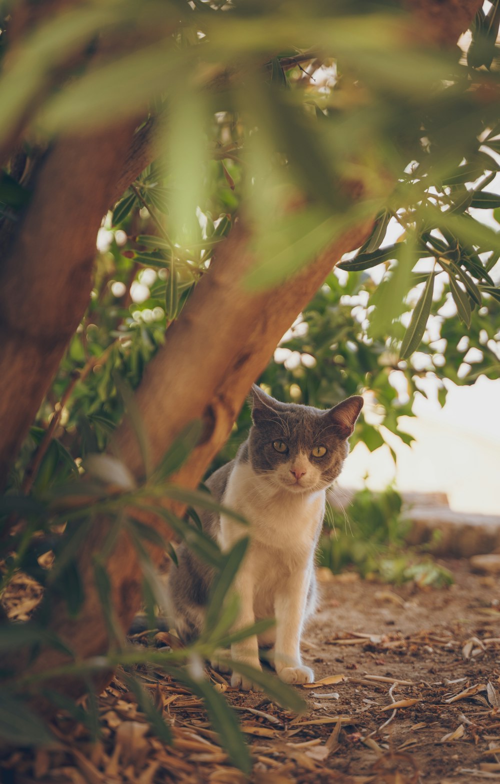 a grey and white cat sitting under a tree