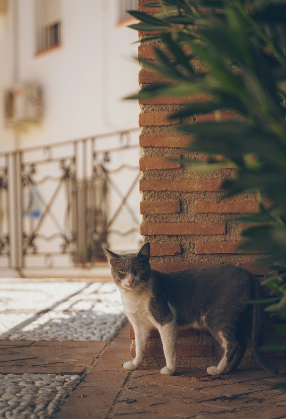 a cat standing next to a brick wall