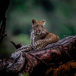 a leopard sitting on top of a tree branch
