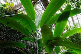 a large green leafy plant in a greenhouse
