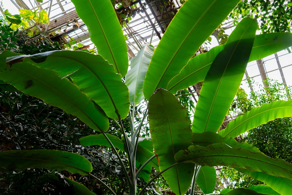 a large green leafy plant in a greenhouse