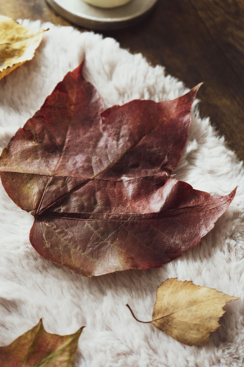 a couple of leaves laying on top of a white blanket