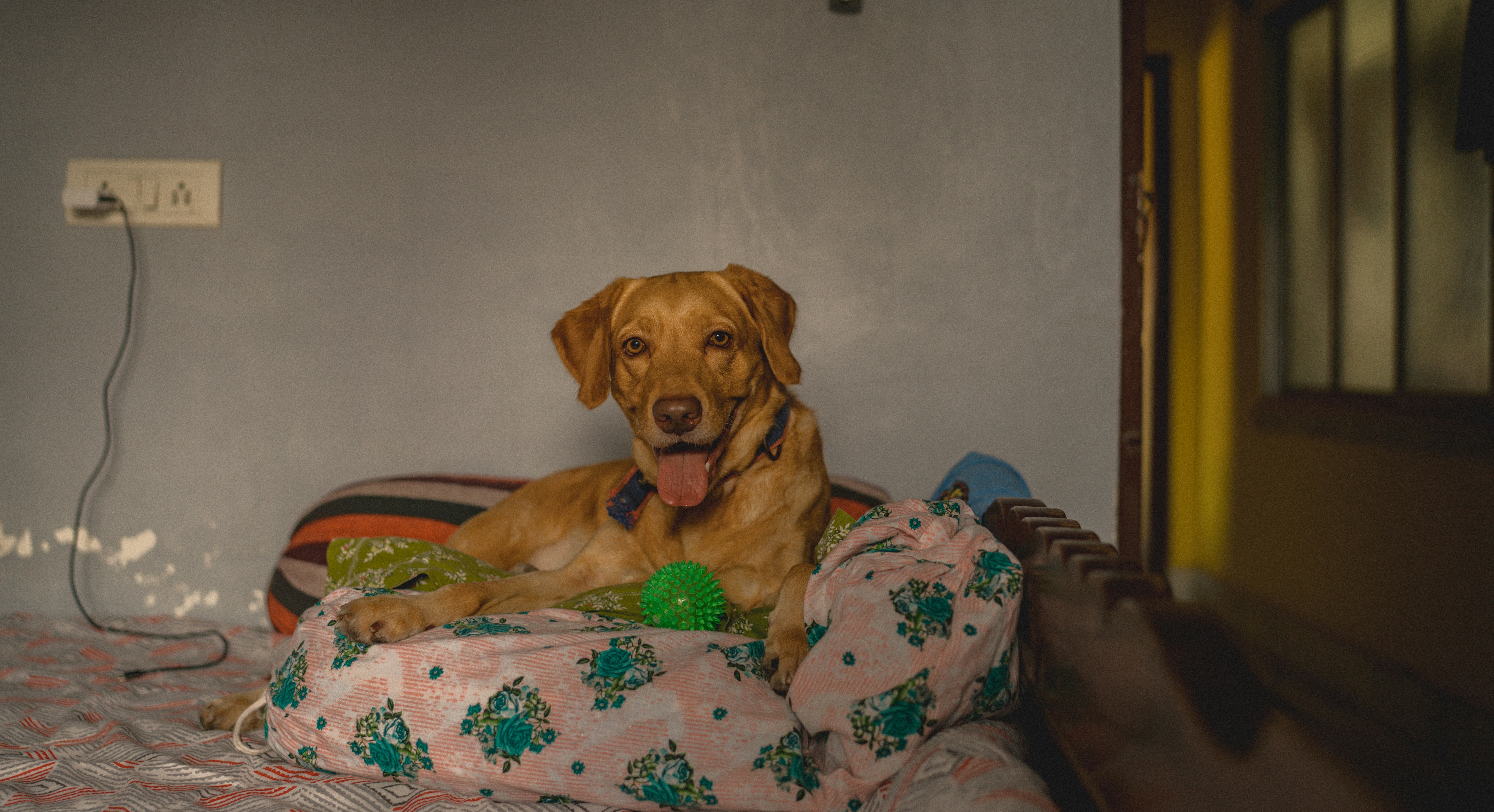 a large brown dog laying on top of a bed
