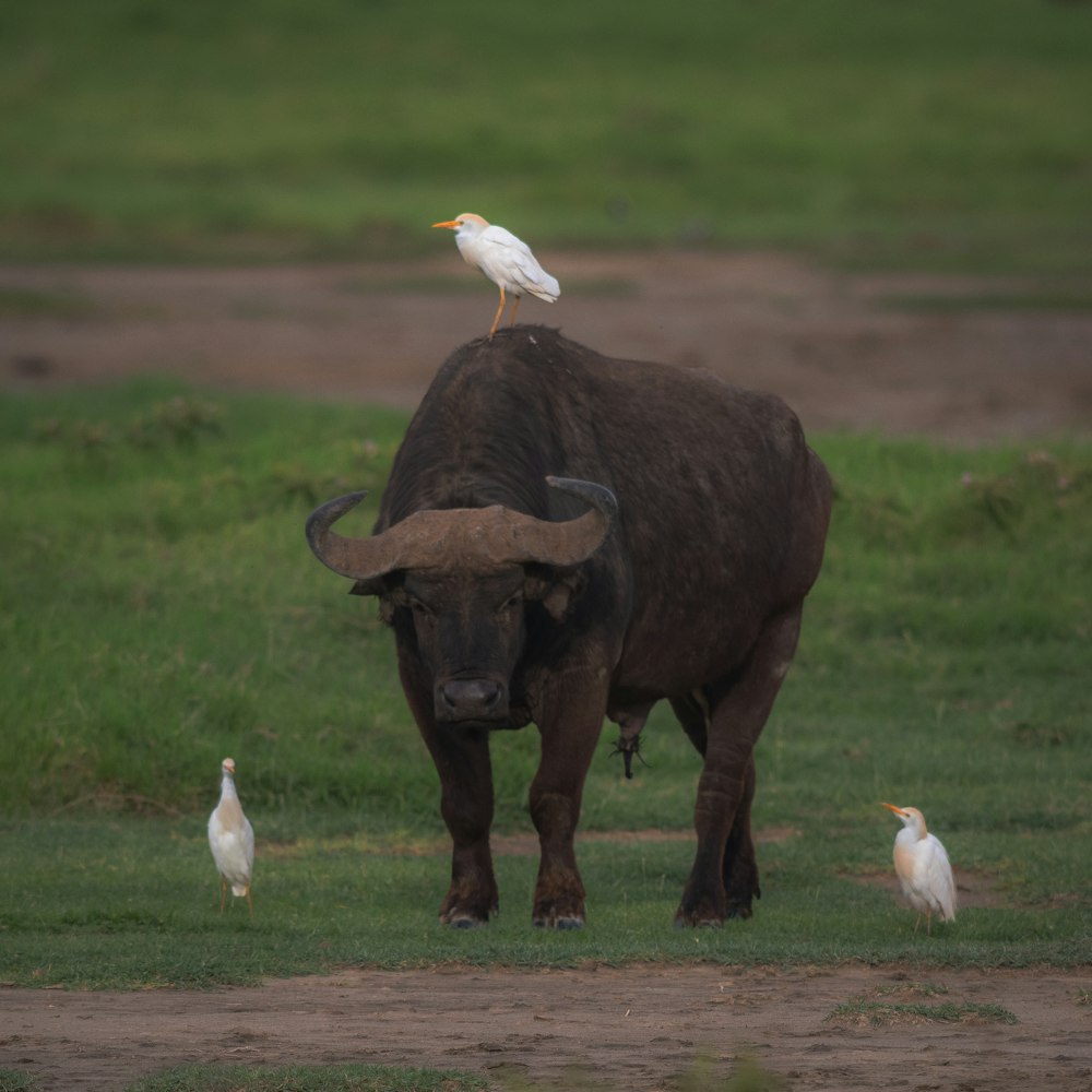 a bird is sitting on the back of a bull