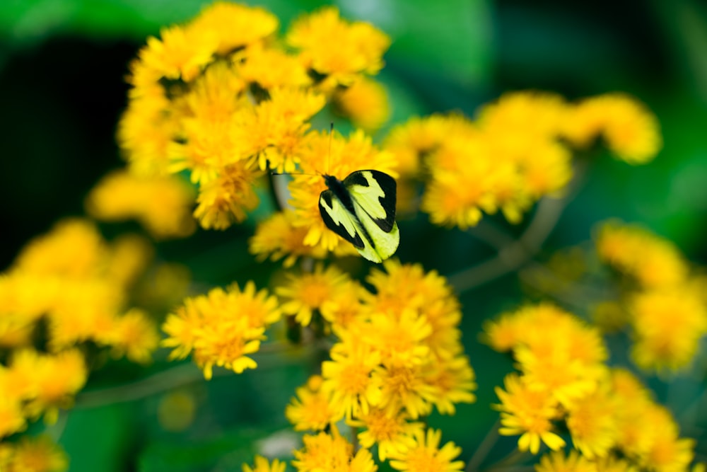 una mariposa está sentada sobre una flor amarilla