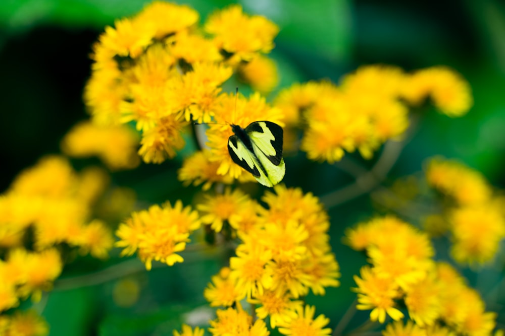 a butterfly is sitting on a yellow flower