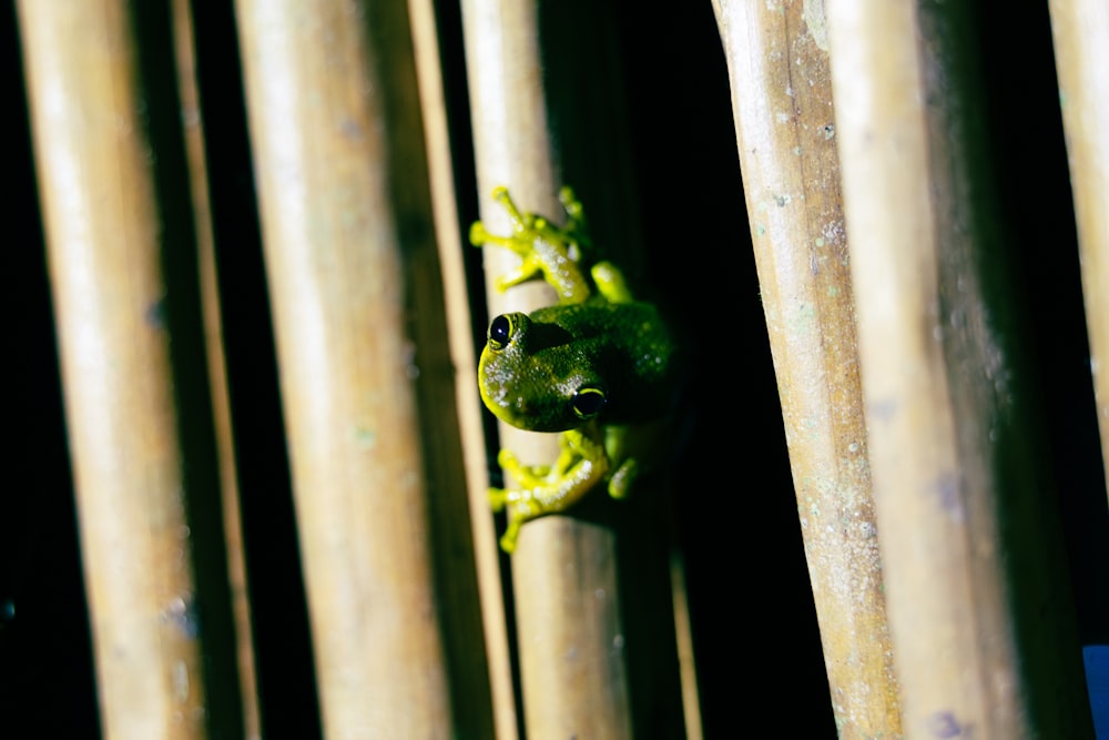 une grenouille verte qui sort de derrière une clôture en bambou