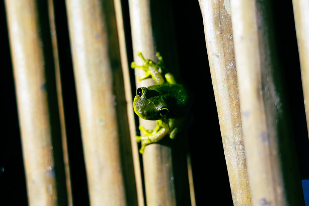 a green frog peeking out from behind a bamboo fence