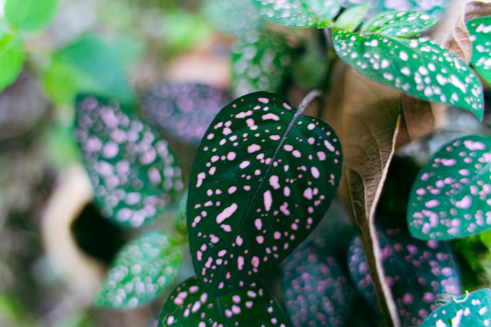 a close up of a green plant with white spots