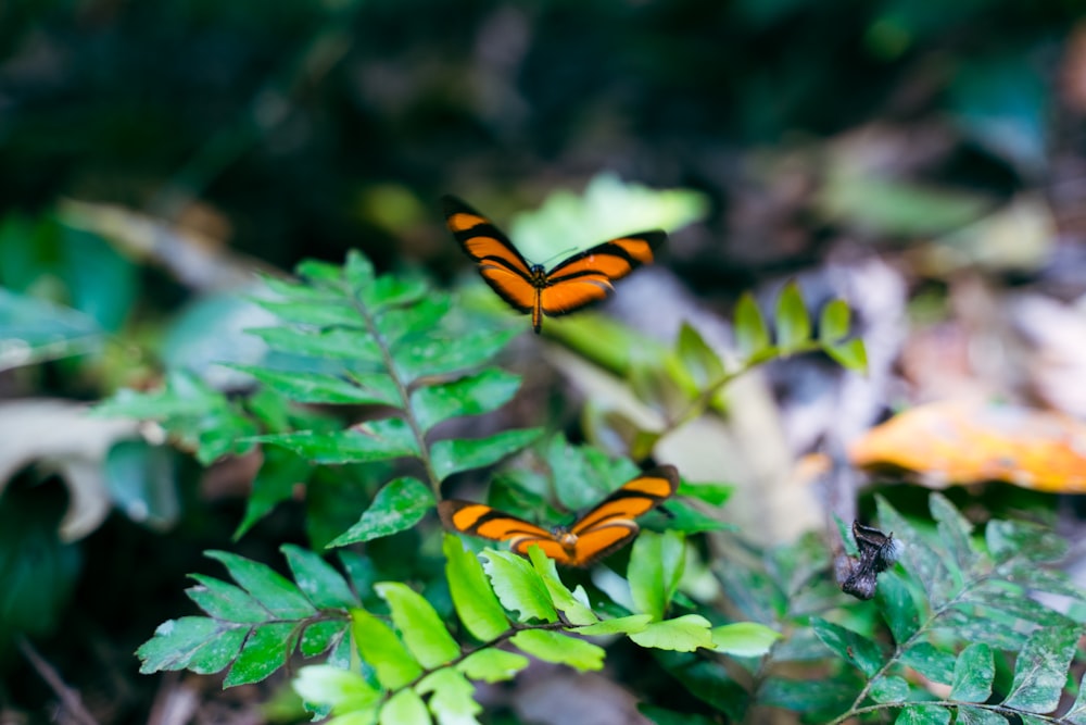 a couple of orange butterflies sitting on top of a green plant