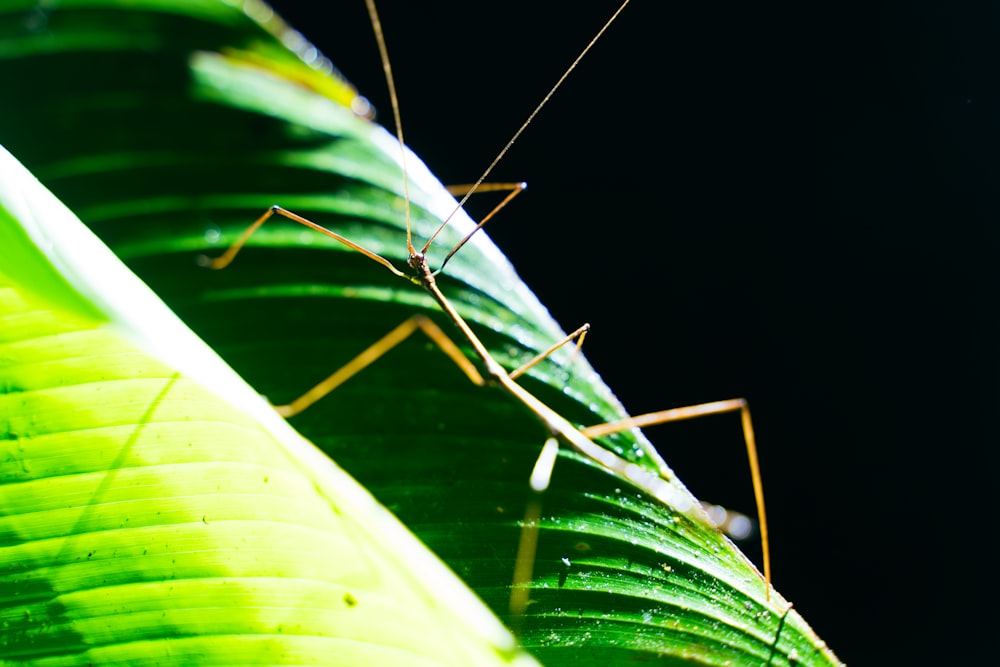 a close up of a grasshopper on a leaf