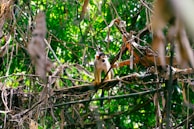 An image showcasing a playful monkey in the Brazilian rainforest.